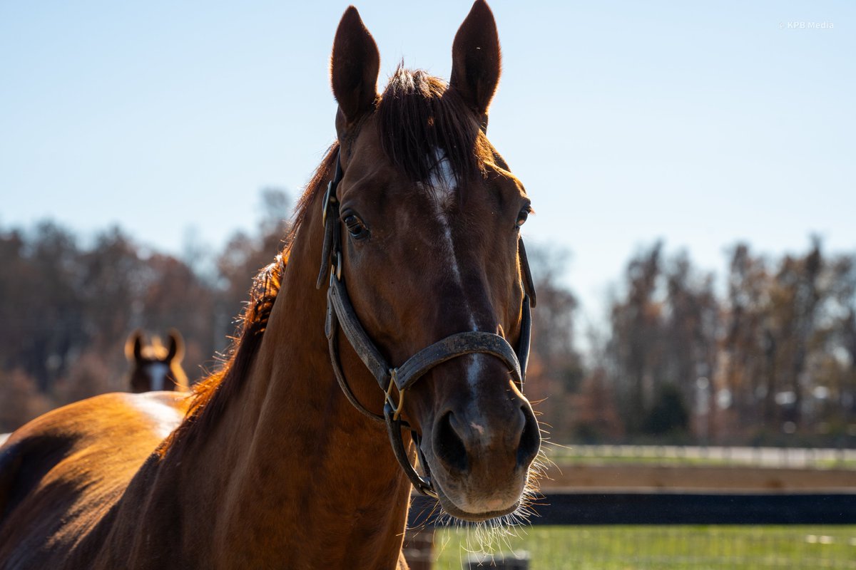 Breakway Farm tweet media