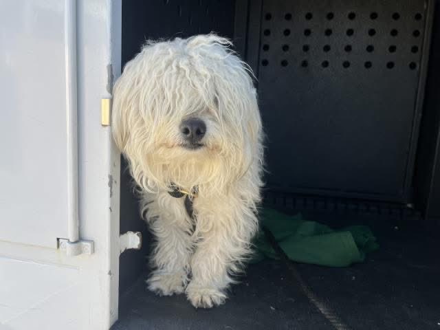 Any MAGA, conservatives, patriots in California: the state animal shelters put down almost 200,000 pets last year. That’s 50% of all shelter pets euthanized in the USA. If you can open your home please do so.