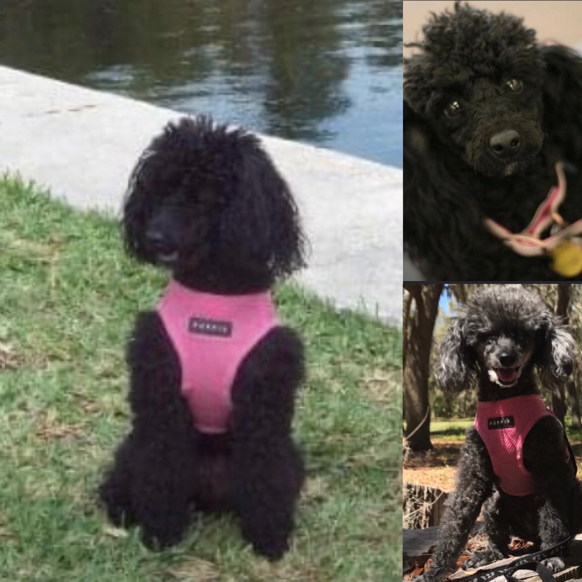 Lauri Johnson (@arkbuilder1313) on Twitter photo 