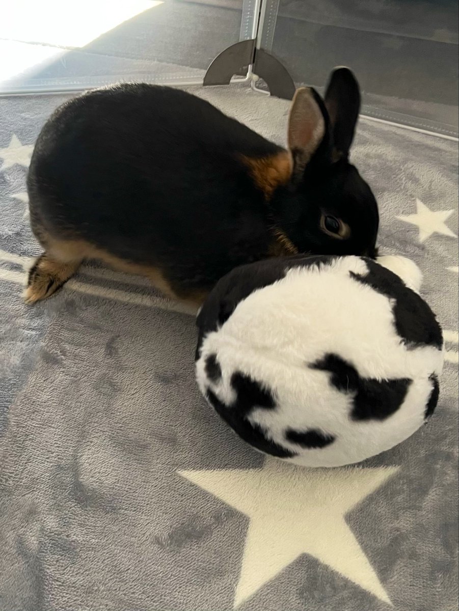 昨日でみたらしが生後6ヶ月になりました🐰思ったより大きくなってくれた(笑)うさぎは寡黙なイメージだったけど、みたらしを見てちゃんと自己主張する子なんだなあと知れました。これからも元気で可愛いみたらしでいてね💝