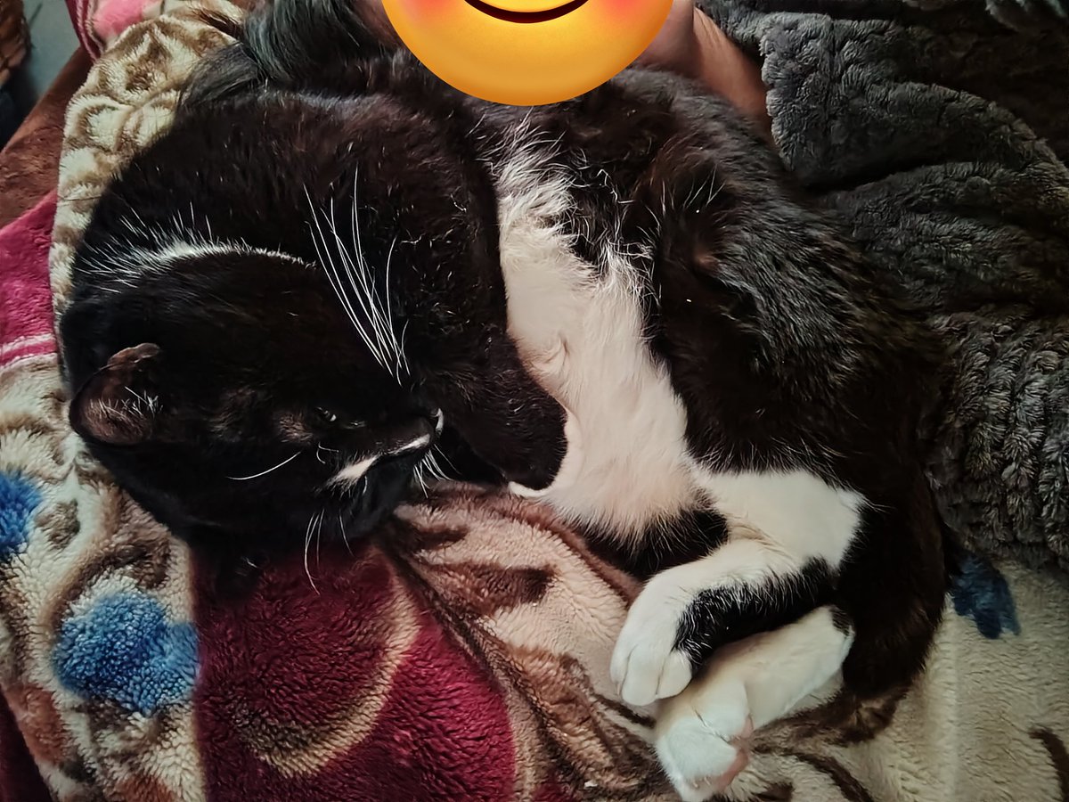 飼い主の顔に背中をぎゅむぎゅむにくっつけて爆睡してる