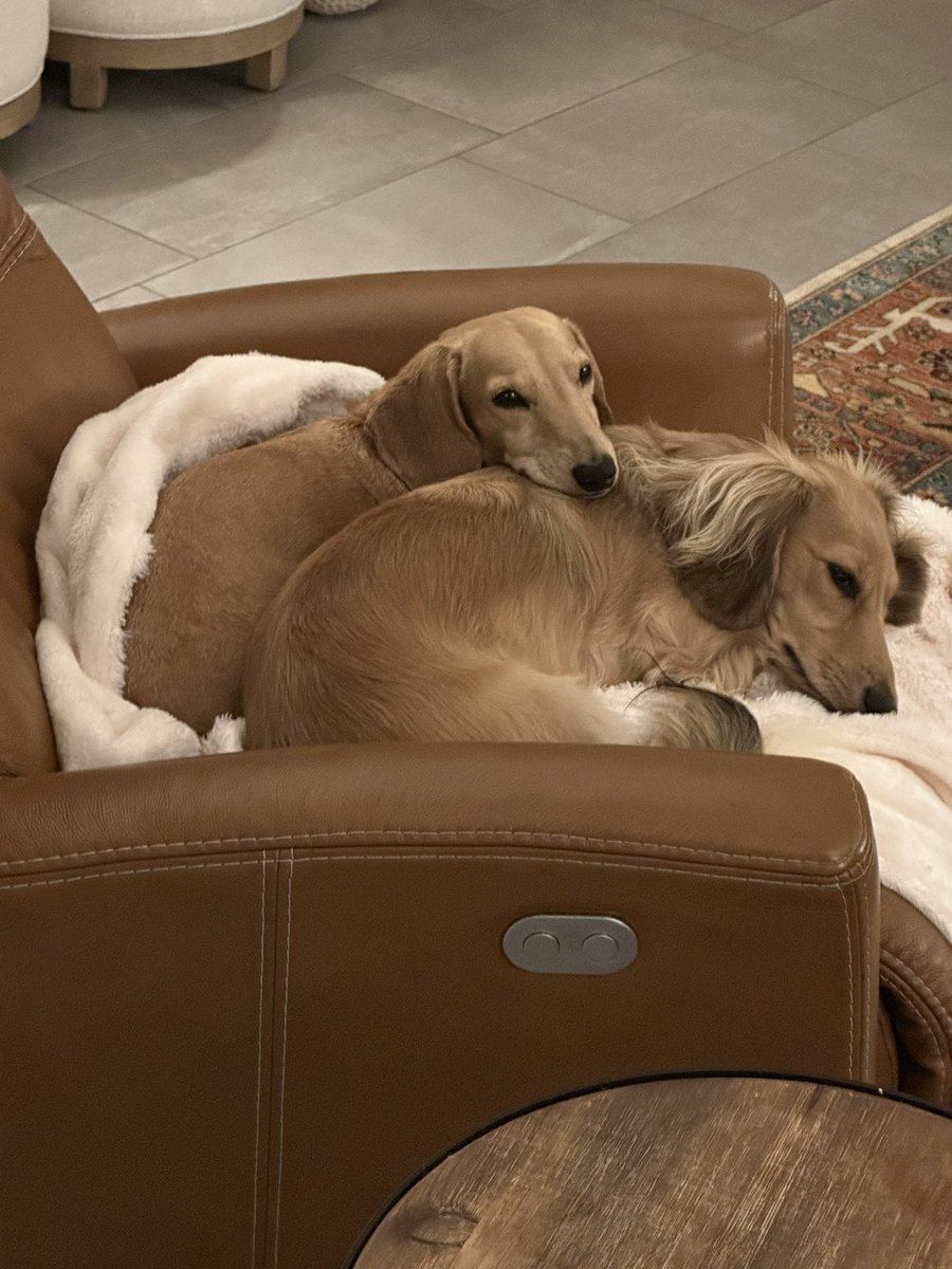 Dave and Deb Cohen 🇺🇸🇮🇱 tweet media