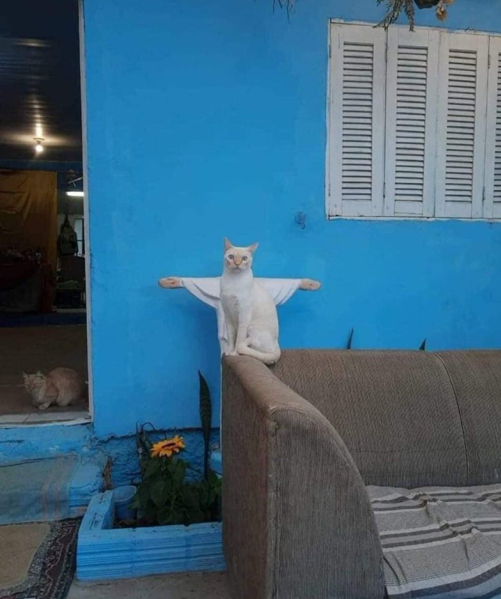 gatinarios's tweet image. 🙏