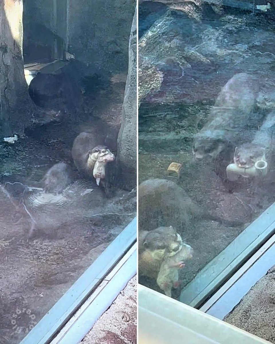 INCREÍBLE MOMENTO: Una nutria dio a luz en un zoológico de Japón y decidió salir a presumir a su cría frente a todos los visitantes, cargándola con orgullo y ternura 🇯🇵❤️

Pero justo en ese momento apareció su “amiga”

No traía un bebé… Traía, con la misma seguridad y actitud,