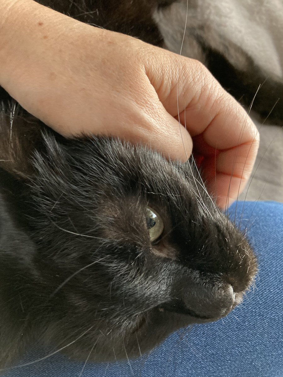 papukuro's tweet photo. スマホを見ながら撫でていると
ちょいちょい
「おい　よそ見すんな」
と言わんばかりに見つめてくる
甘えん坊なうちの子

心地よい温かさが幸せだな〜 https://t.co/lsEyC1mWWA