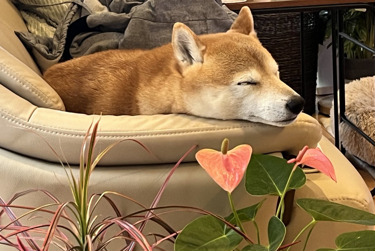 柴犬おとちゃん🐕6歳 (@0218_oto) / Posts / X