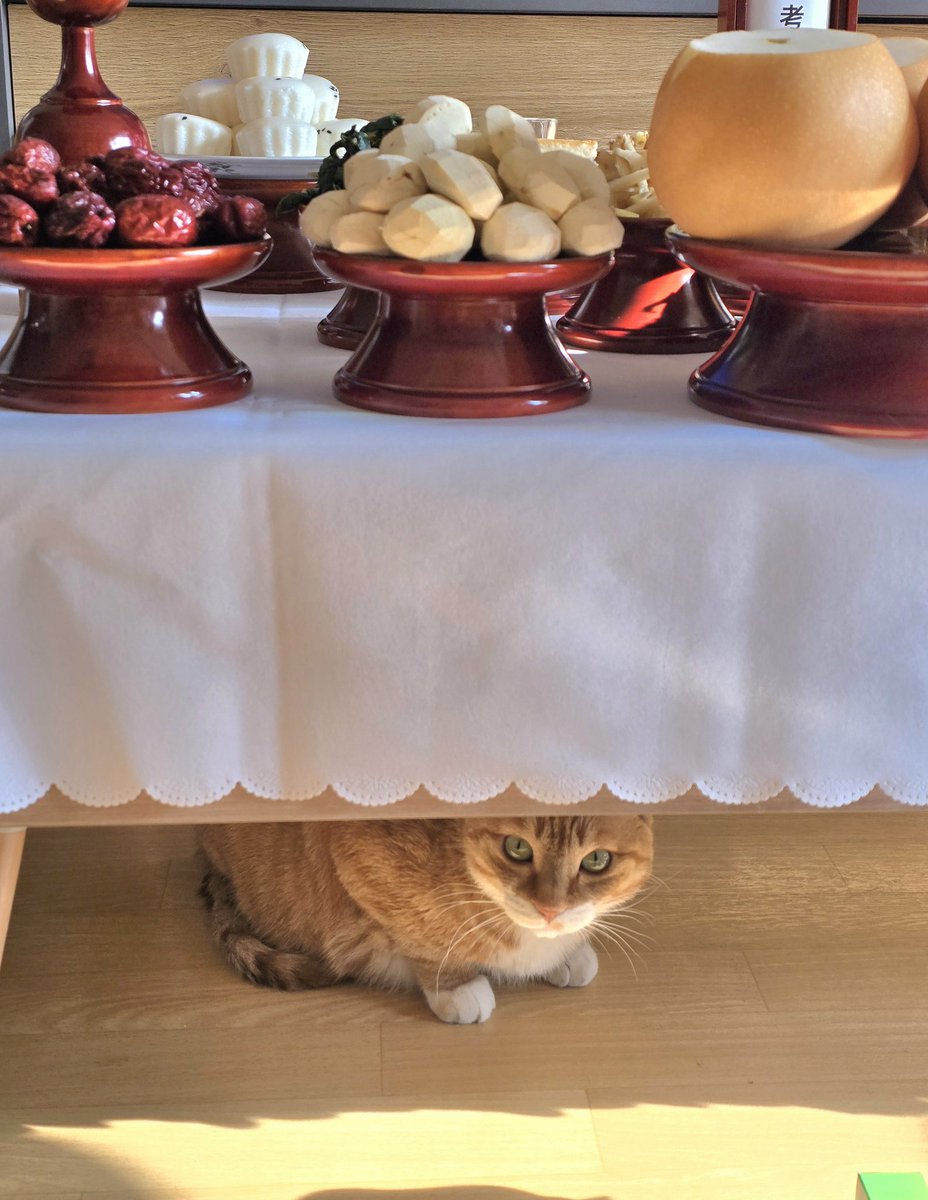 이번에도 절을 받기 위해 계략을 세운 고양이