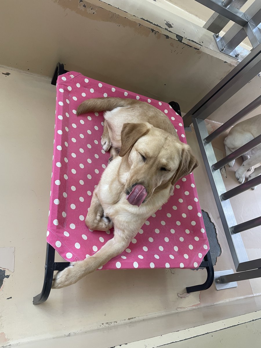 犬たちのベッドは、ふかふかの敷物やご寄贈いただいた毛布など、その子