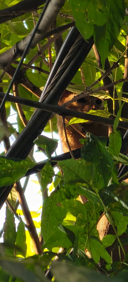 Aryscar1's tweet photo. @telediario @Carloszup @pao_barquet 🚨URGENTE🚨

ANIMAL SILVESTRE RONDA EN CALLES DE LA COLONIA PANTITLAN EN DELEGACION IZTACALCO, SE HACE EL LLAMADO A EMERGENCIAS, DICEN MANDAR PATRULLAS Y NO LLEGAN, SE MARCA A @PROFEPA_Mx Y NO RESPONDE, TAMBIEN SE LLAMA A @GobCDMX Y NO HACEN CASO, VECINOS TEMEN POR MASCOTAS https://t.co/rht6C1ZZDq