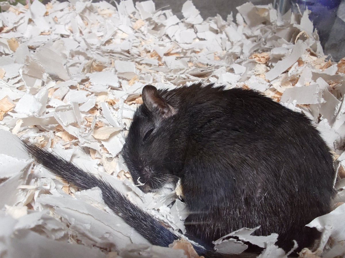 おはようございます

ご飯だよ〜

#スナネズミ