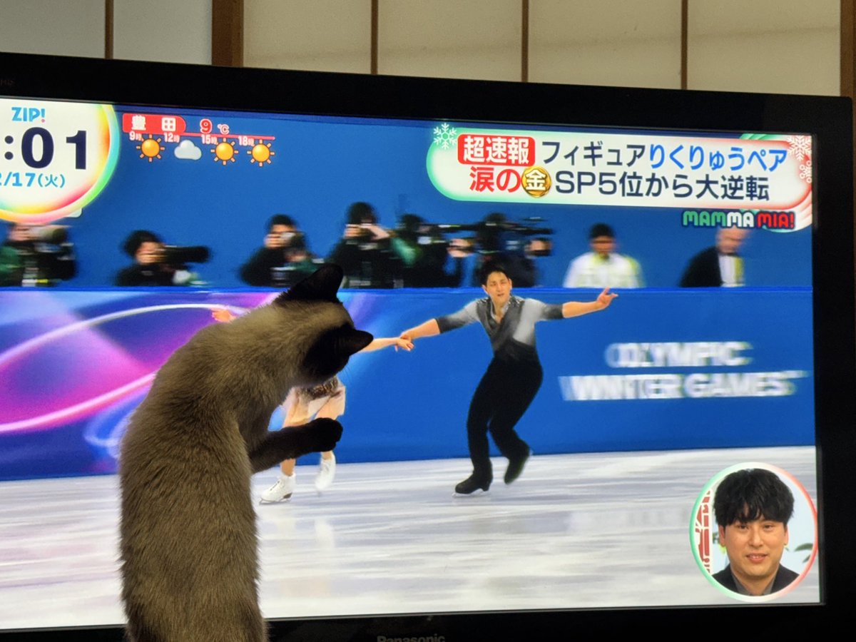 tamama37's tweet photo. 素晴らしい👍演技で金メダル🥇
りくりゅう　おめでとう🎉
何せうちの猫も演技に釘付け
猫をも夢中にさせるその演技！😻

#ミラノコルティナオリンピック
 #りくりゅう
#ねこ https://t.co/mMIOcVTe5J