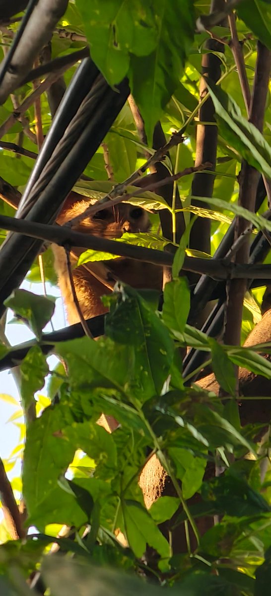 Aryscar1's tweet photo. @ClaraBrugadaM 🚨URGENTE🚨

ANIMAL SILVESTRE RONDA EN CALLES DE LA COLONIA PANTITLAN EN DELEGACION IZTACALCO, SE HACE EL LLAMADO A EMERGENCIAS, DICEN MANDAR PATRULLAS Y NO LLEGAN, SE MARCA A @PROFEPA_Mx Y RESPONDE TAMBIEN SE LLAMA A @GobCDMX NO HACEN CASO, VECINOS TEMEN POR MASCOTAS @UCS_GCDMX https://t.co/Ipl4qKwAqH