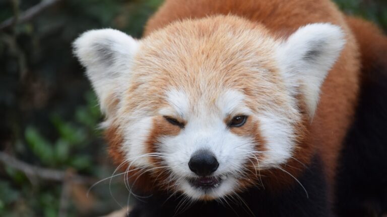 RedPandaEveryHr's tweet photo. https://t.co/TJZL1VvnLO
