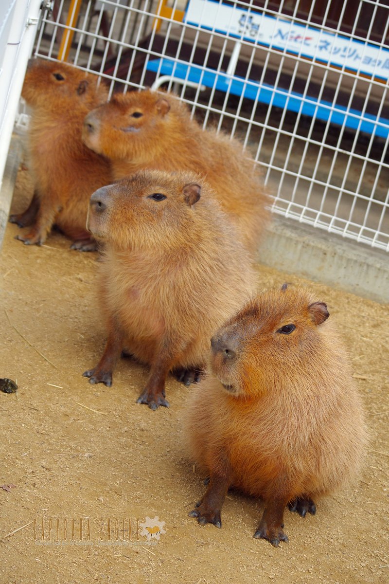 けろけろ (@capyanimal) / Posts / X