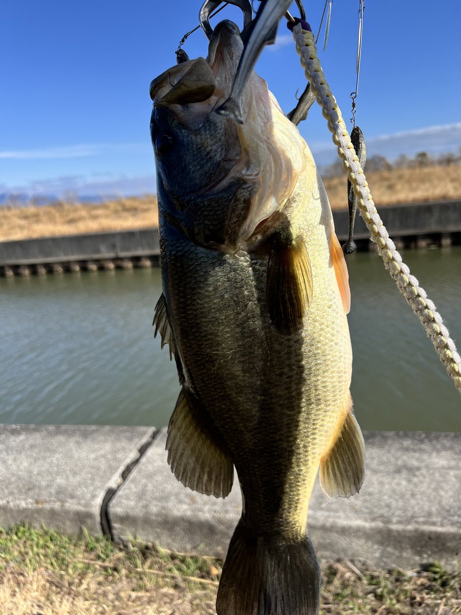 ぴっぴ-琵琶湖バス釣行記- tweet media