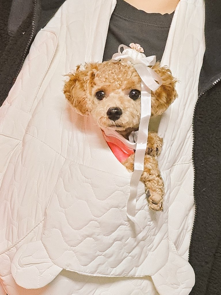 요즘 여러모로 바빠서 뜸한데 요번 프젝 감니다...! 시칠리아 원오프헤드 커스텀, 미커스텀 안구포함 좀 가져갈거같고, 솜뭉치 인형도 좀 가져가유 넨도호환파츠랑, 중고인형도요! 안구는 도안 컬러 잡다가 도저히 새로 만들 시간이 없어서 신작은 없음...ㅠㅁ ㅠ
사진은 그냥 올려보는 우리집 개초딩