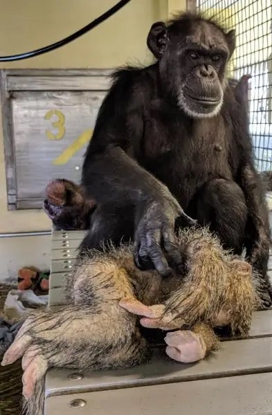 guess who else loves their stuffed monkey