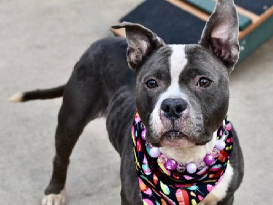 Cardi 101498 is relisted TBK 2/17
Pioneers for Animal Welfare Society 
(PAWS-LI) wants to save her but needs committed #foster 

Apply at paws-li.org/html/adopt+fos…

or call (631)306-4616
