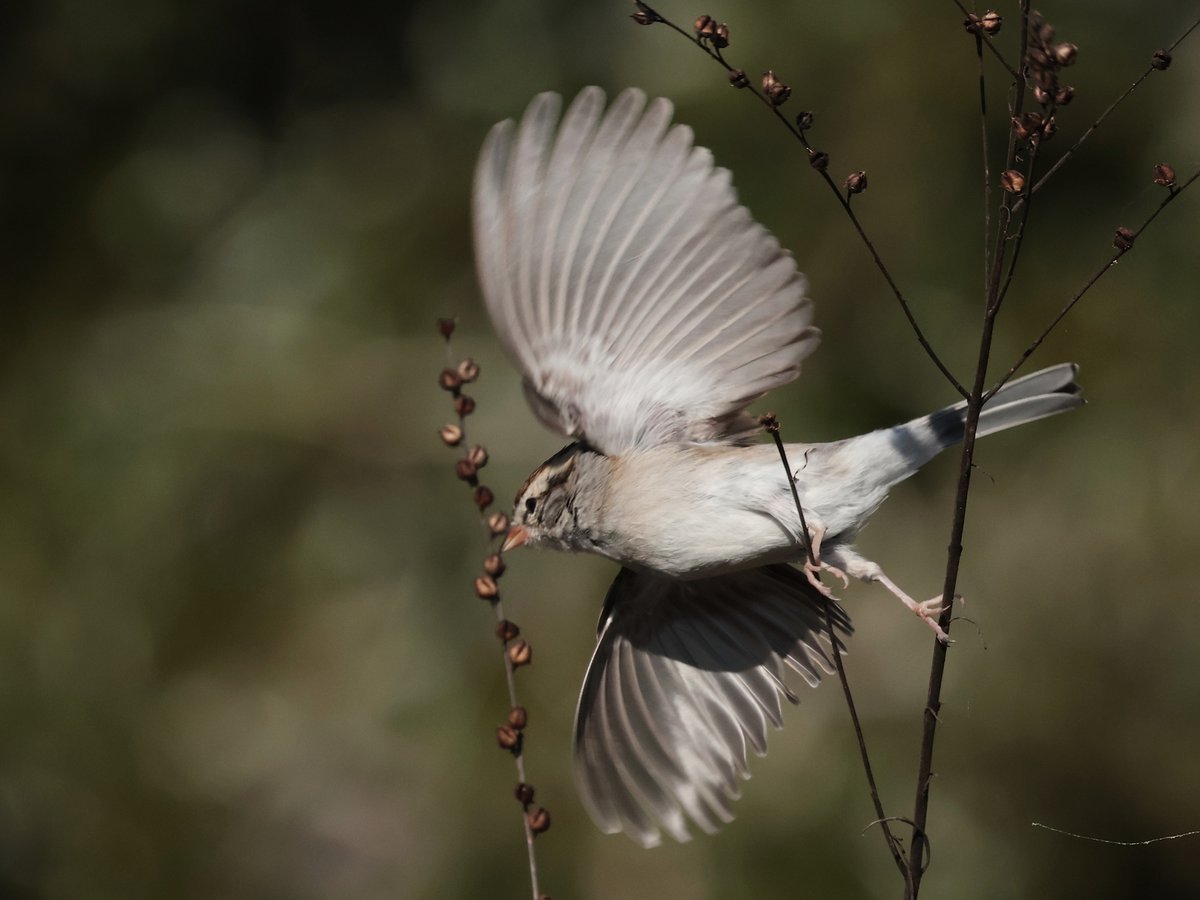 Bonsai Guy (@kippernifficent) on Twitter photo 