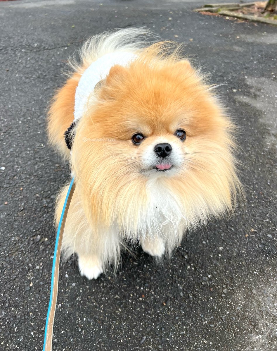 おはもちゃん🐼☀️