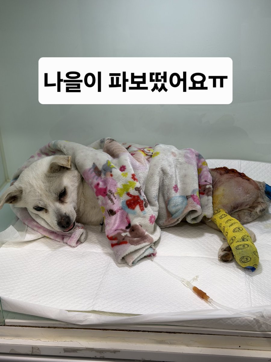 강릉보호소 구조자 미소♡사랑 tweet media