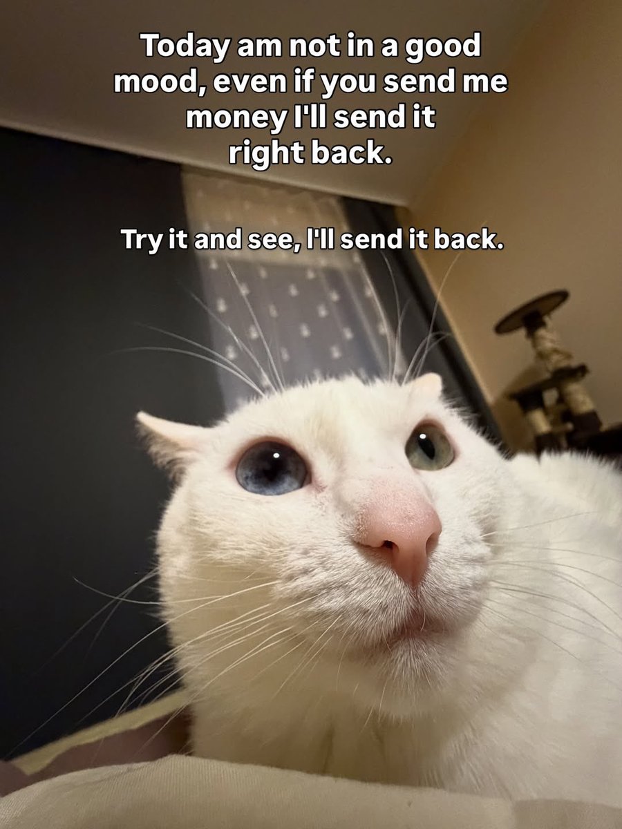 LiterallyMeCats (@literallymecats) on Twitter photo 