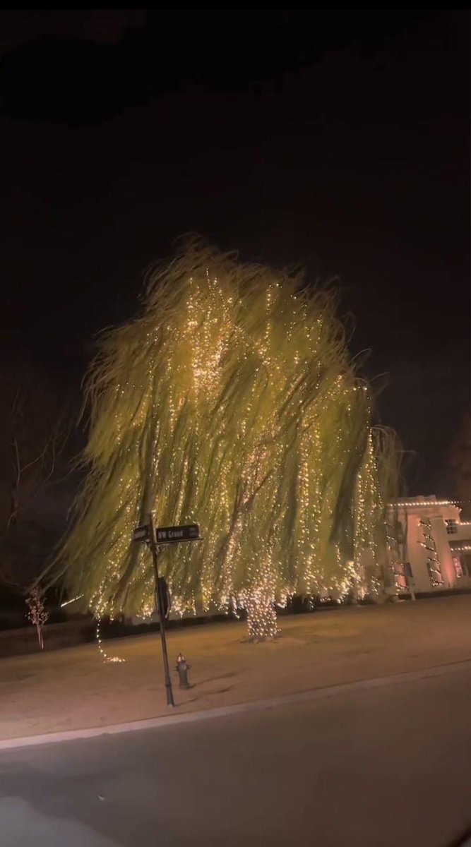 thinxspic's tweet photo. magical tree https://t.co/RS818gIkxw