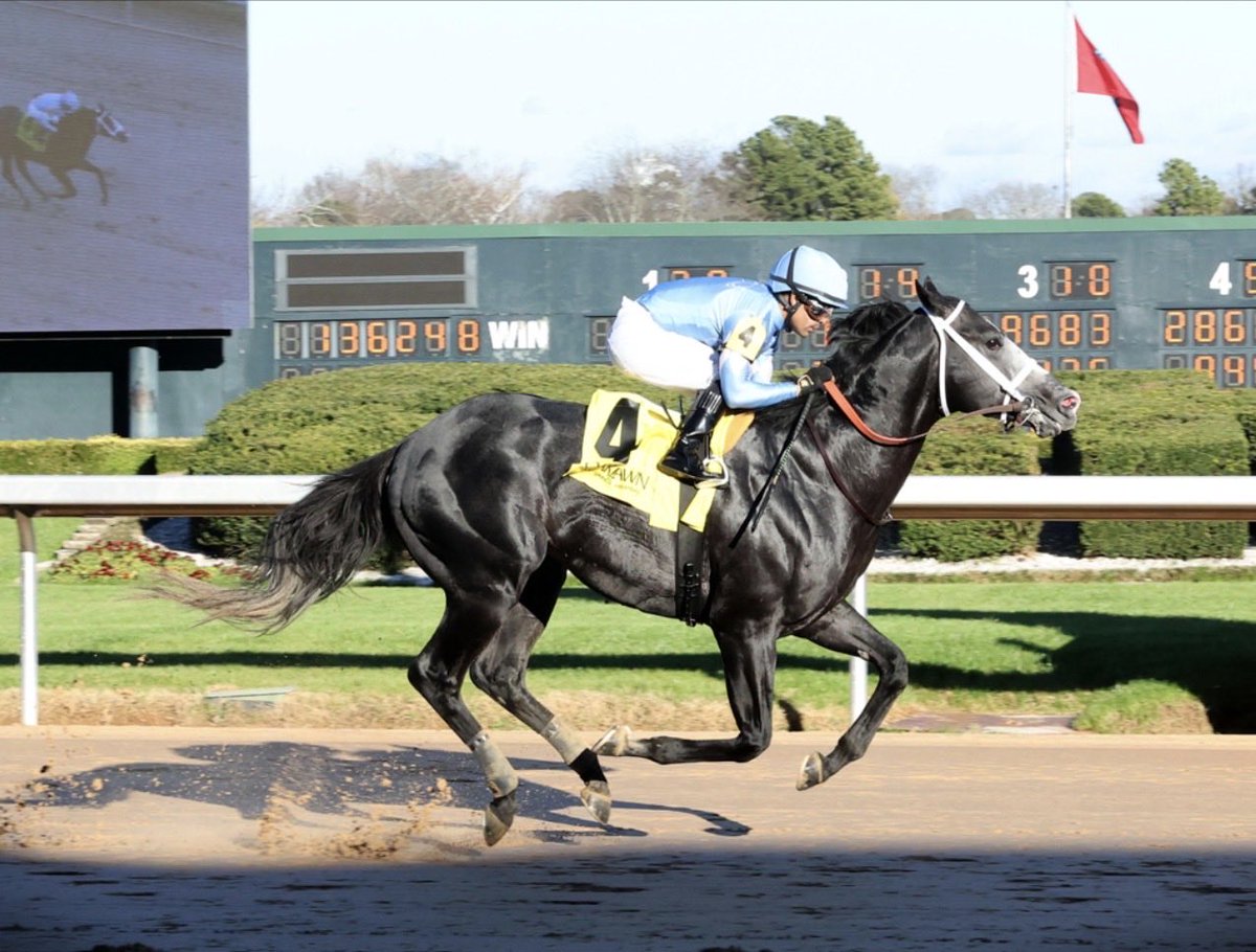 On Our Own Stable tweet media