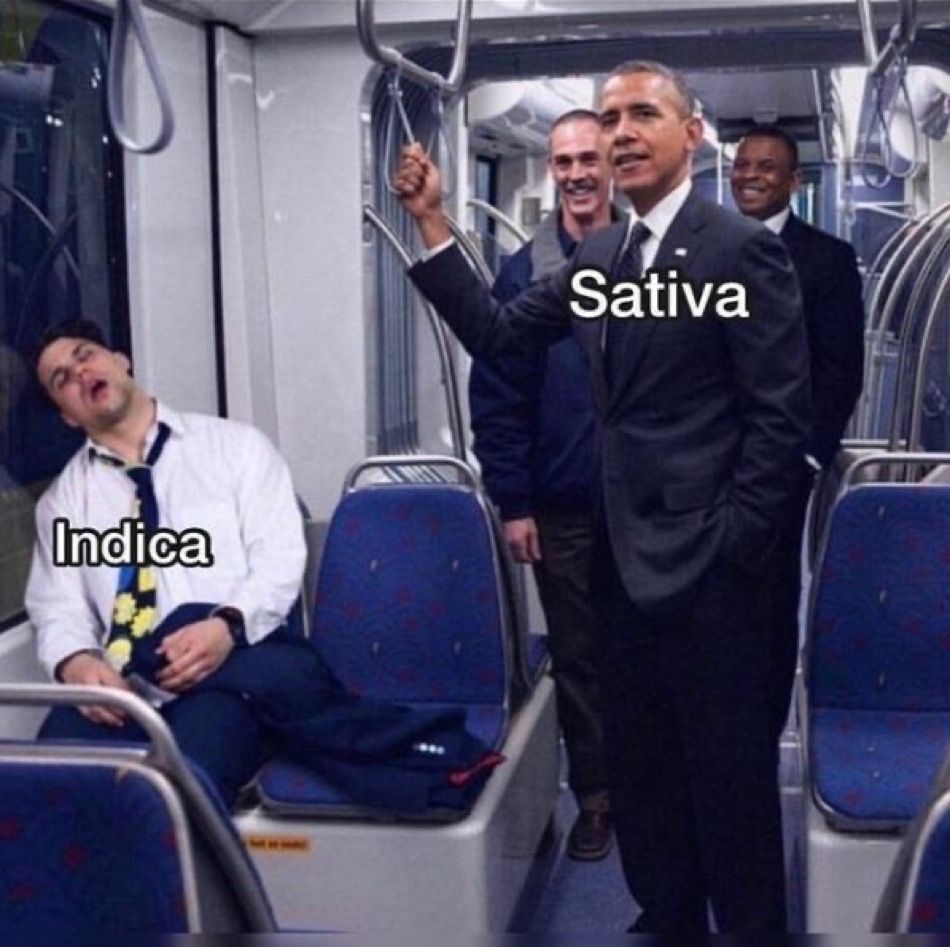 WeedPorns's tweet photo. https://t.co/iu3tapaekv