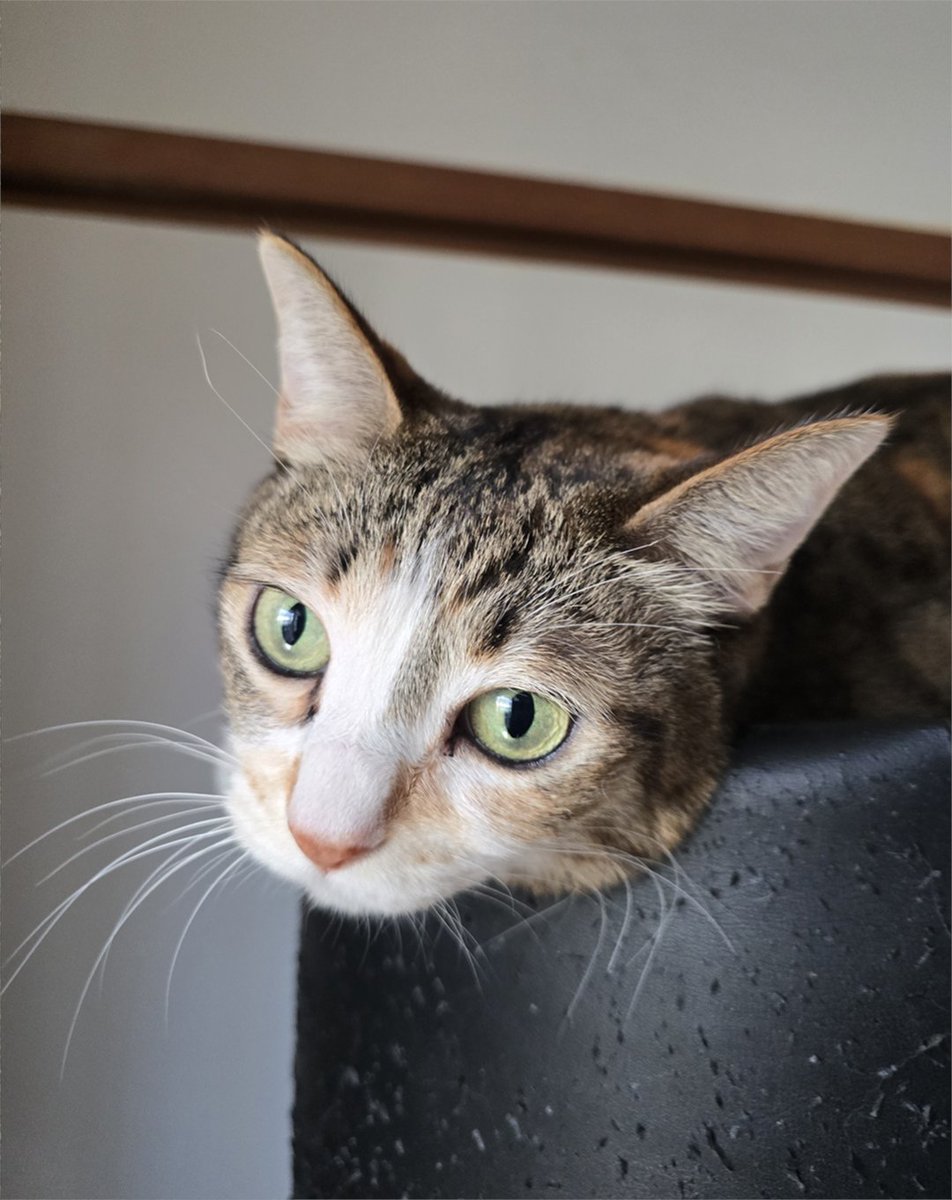 Snapdragon_JPN's tweet image. 2月22日は #猫の日 🐱
#ShotOnSnapdragon のタグをつけて、
あなたの愛らしい猫ちゃんをシェアしませんか🐾