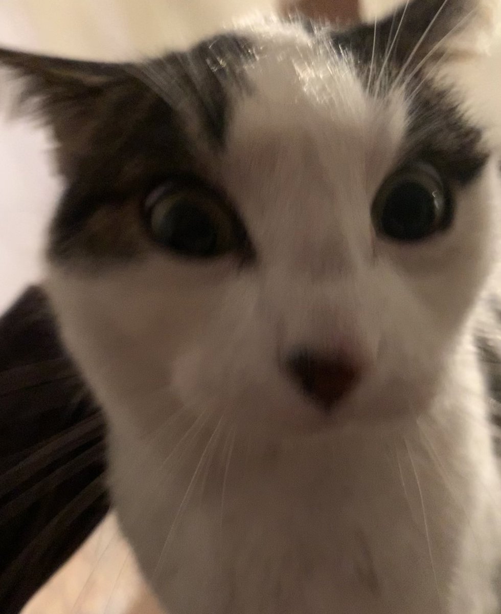 TheCatNamedMags tweet media