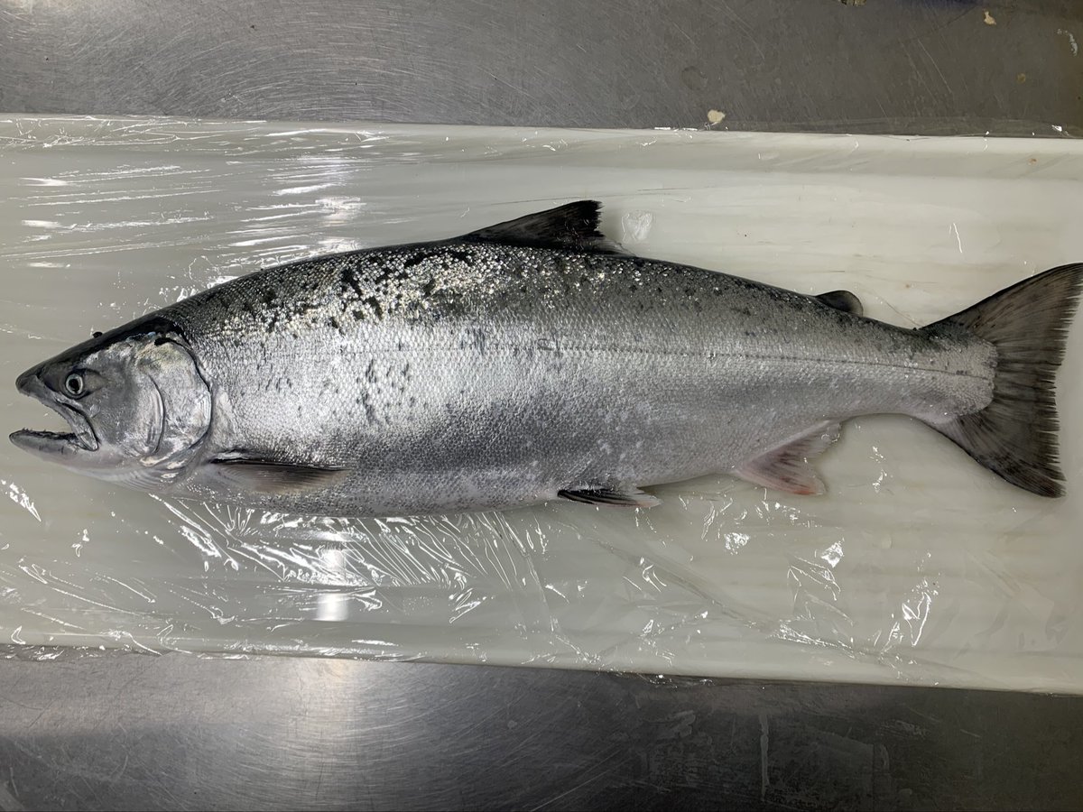 skanayaneko's tweet photo. 大船渡産、高級魚仕入れました。3キロ物お魚の名前分かるかな❓‼️ https://t.co/22dp5MPAJJ