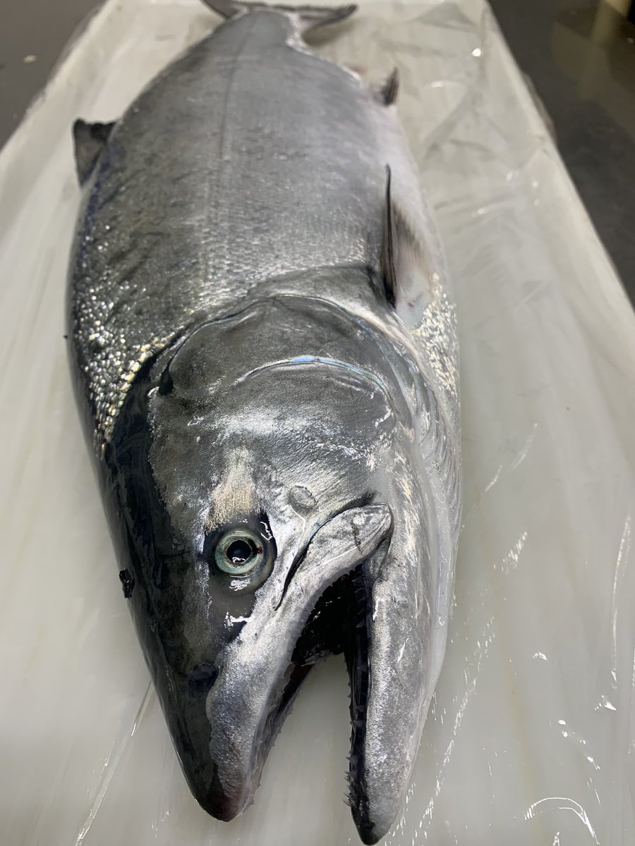 skanayaneko's tweet photo. 大船渡産、高級魚仕入れました。3キロ物お魚の名前分かるかな❓‼️ https://t.co/22dp5MPAJJ