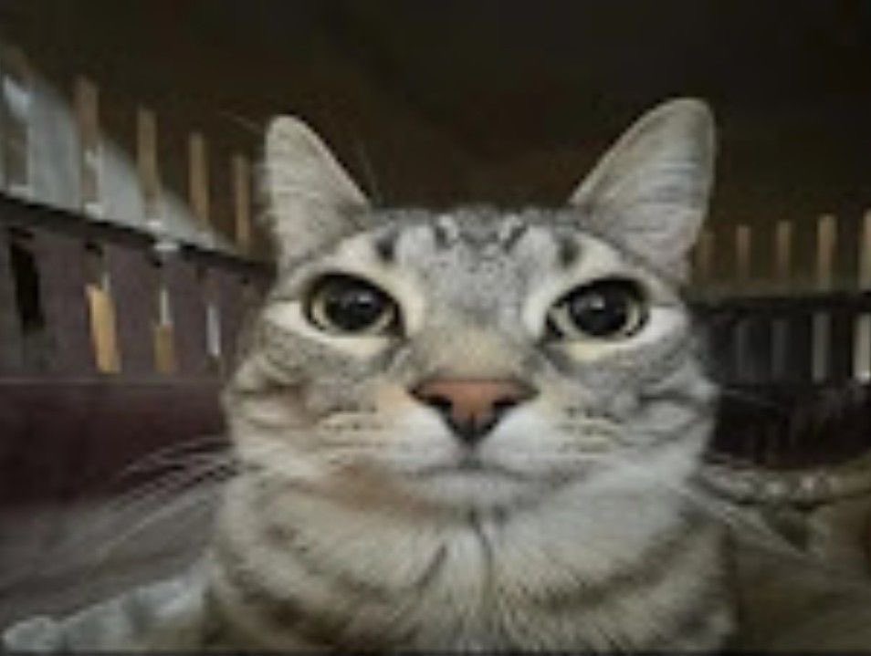 why is he standing there like this cat meme 😭