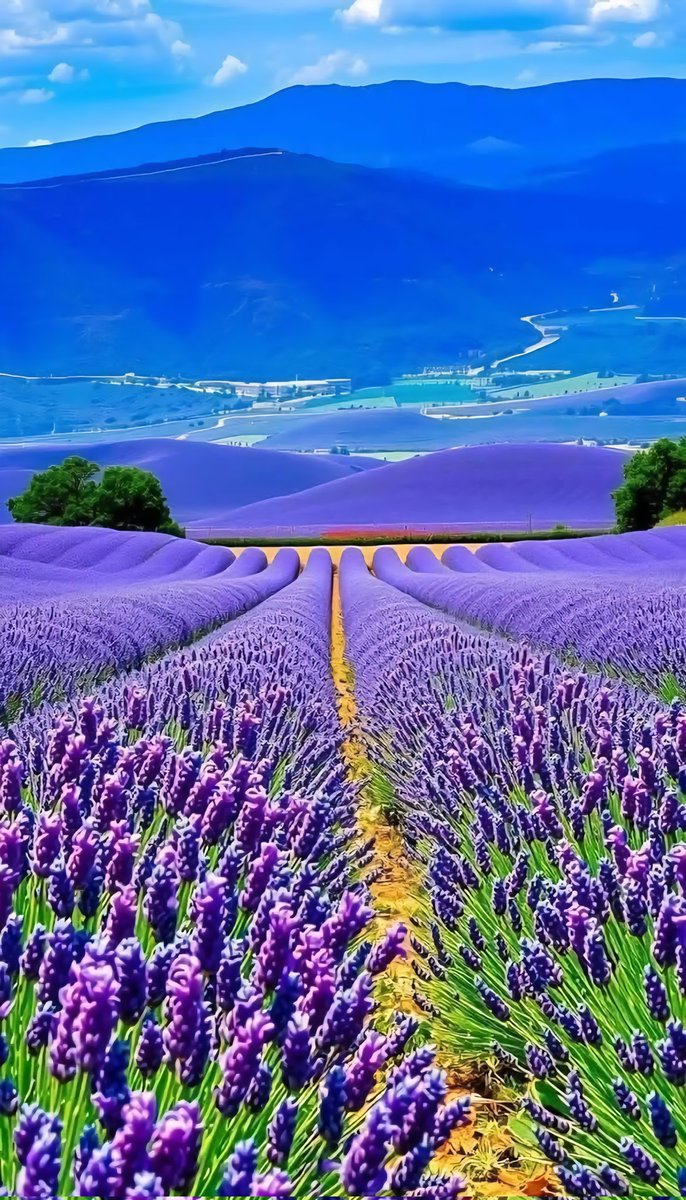 Happy fields wrlcome u