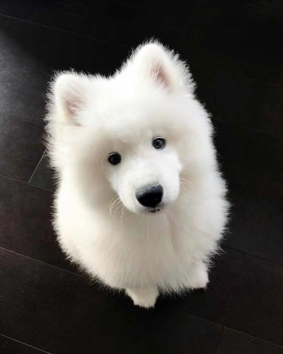 puppies video tweet media