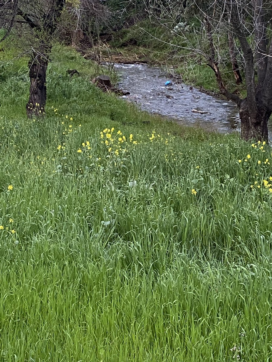 獣 Crescent tweet media