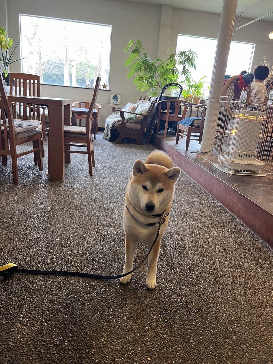こんにちは♪
ノエル🦮さんのお友達とランチへ❣️
柴犬のポンズ君とココちゃん💖
２歳と２歳半の男の子たげど、ノエル🦮さんを守ってくれる小さな親衛隊です💕
公園を一緒にお散歩してから　みんなでお行儀よくご飯を食べました👌
笑顔の記念撮影✨
犬用のご飯　各種お肉のせいろ蒸し
また行こうね🎶