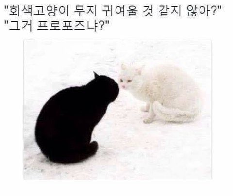 회색고양이 무지 귀여울 것 같지 않아?