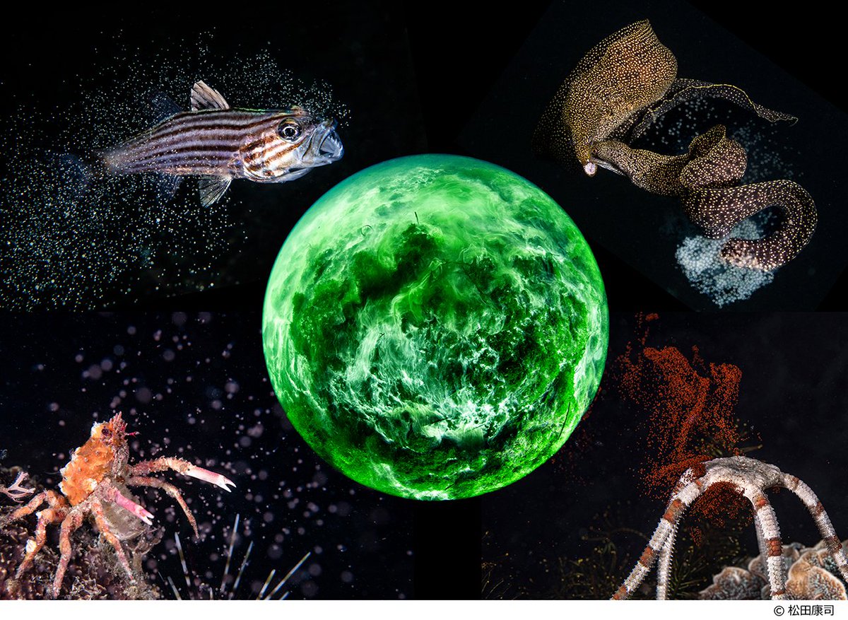 東京ミッドタウンにあるフジフイルム スクエアでは、2月26日(木)まで、「松田康司写真展『命めぐる海の物語』」を開催中！潜水士として全国の海に潜り続けてきた写真家の松田氏が、地元・鹿児島の海で見つめた命の営みを、ぜひご覧ください👉fujifilmsquare.jp/exhibition/260…
#FUJIFILMSQUARE #Fujifilm