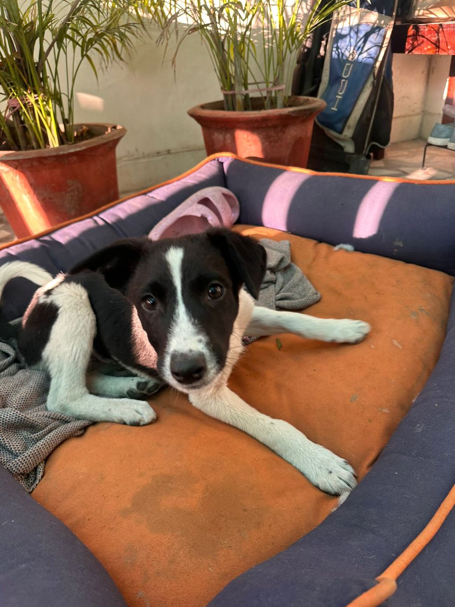 rasnepuja's tweet photo. @BSF_India @crpfindia please help us. Adopt two indie rescued dogs in your K-9 units. They are highly intelligent. https://t.co/TlAngOKywn