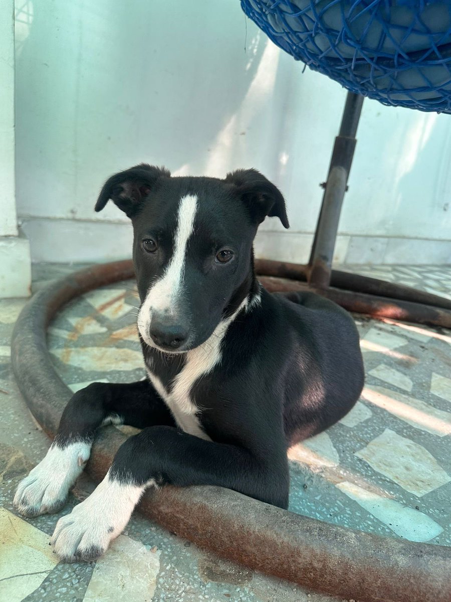 rasnepuja's tweet photo. @BSF_India @crpfindia please help us. Adopt two indie rescued dogs in your K-9 units. They are highly intelligent. https://t.co/TlAngOKywn