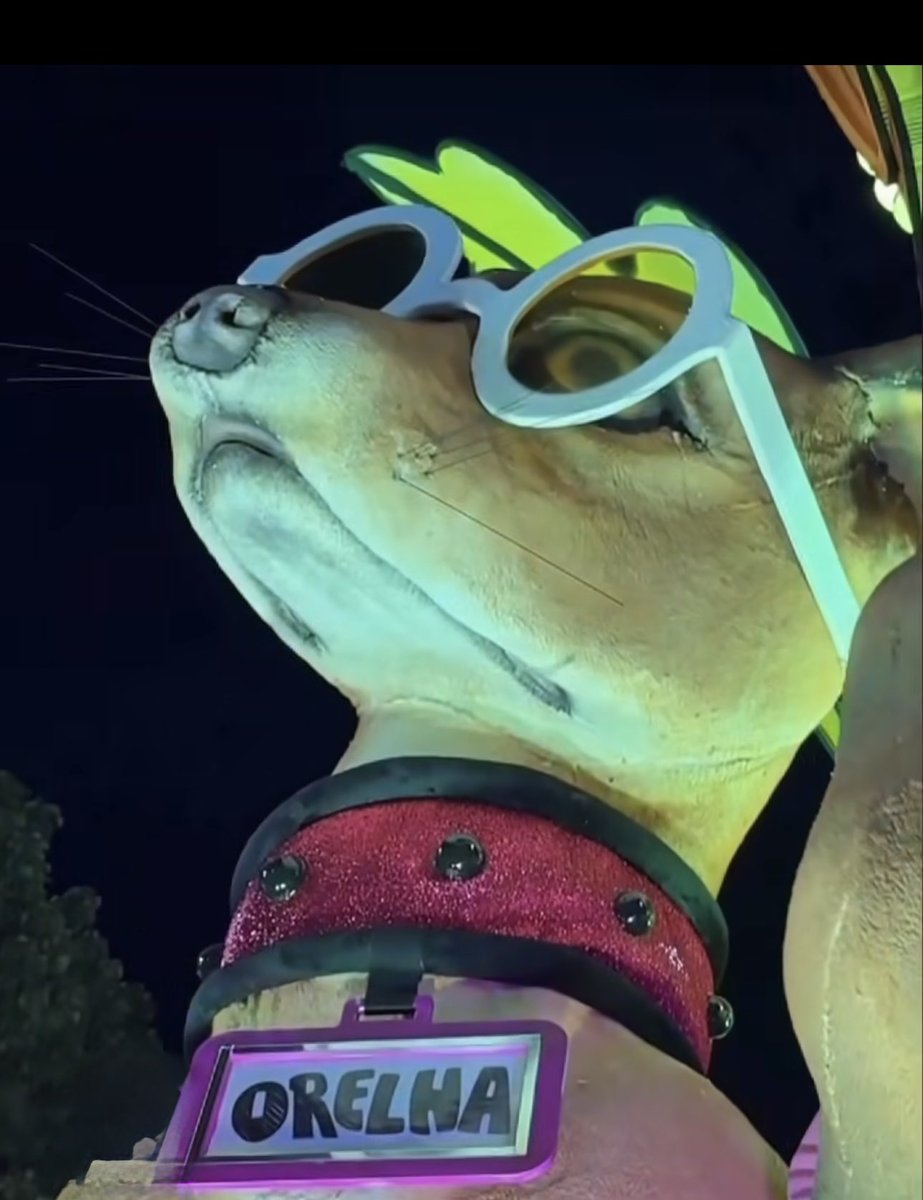 Orelha vive.
Vive na memória, vive no amor, vive na luta de quem não aceita crueldade como destino.
Enquanto houver alguém que ame, proteja e denuncie, Orelha jamais será esquecido. 🐾❤️

#OrelhaVive #OrelhaNaSapucaí

É de EMOCIONAR 😭