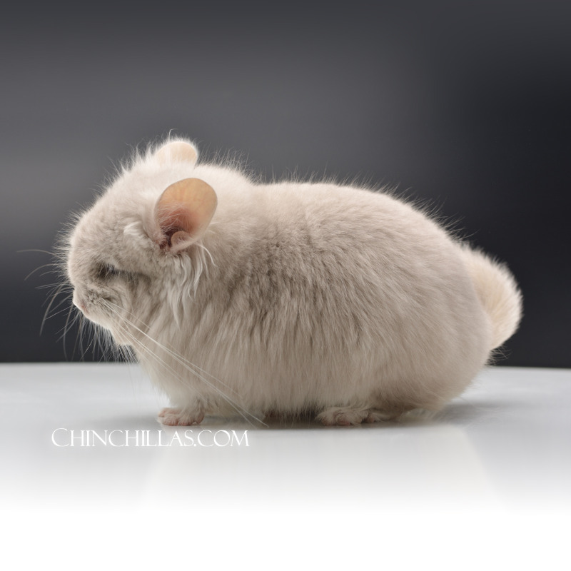 Chinchillascom's tweet photo. Helping the Space Race in 2026 - Special discounts for active US Military, @SpaceX &amp; @NASA employees, with free delivery to the Space Force Base in Cocoa Beach, FL.
(pictured) the Youngest Dragon Cat - TOV Beige/Violet G2 Royal Persian Angora Male Chinchilla