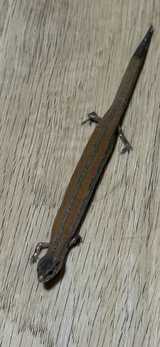 mitzyelliott's tweet photo. This gorgeous little critter was in the kitchen this morning when I got up… not what one usually expects to see when putting the kettle on
😂😃🦎
#natureIndoors #skinks https://t.co/OII0abEEE7