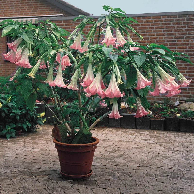 TheEpsteinFiles's tweet image. BREAKING: Jeffrey Epstein may have had a collection of highly poisonous plants known to produce a dr-g that blocks free will in its victims.

The plant is called the Angels trumpet