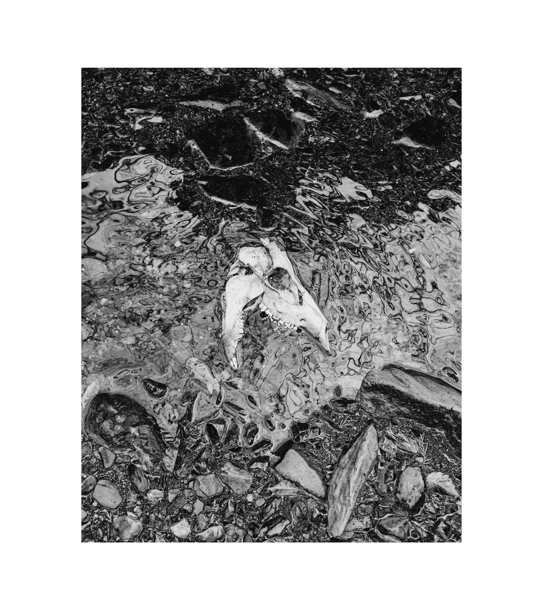 電子佈告欄(IchiZo) tweet media