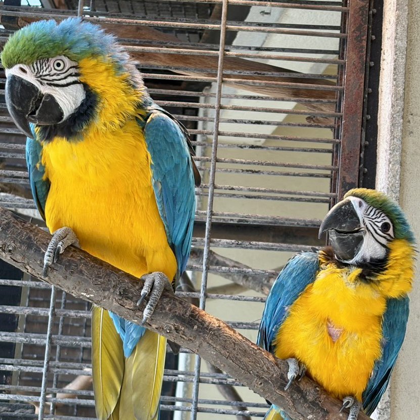 fukuokazoo's tweet photo. 福岡市動物園ブログ
「ルリコンゴウインコのヒナが誕生＆
　　名前が『リブラ』に決定しました！」
公開しました☺️

ブログはこちらからご覧ください▼
https://t.co/RoPl8ZzhMy

左：母ブロー♀
右：リブラ♂

#ルリコンゴウインコ
#BlueandYellowMacaw
#福岡市動物園 https://t.co/SwQag0Oqtf
