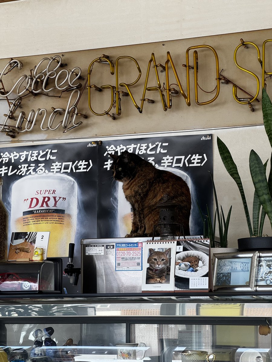 Post by けーすけ on X: ネコ様…