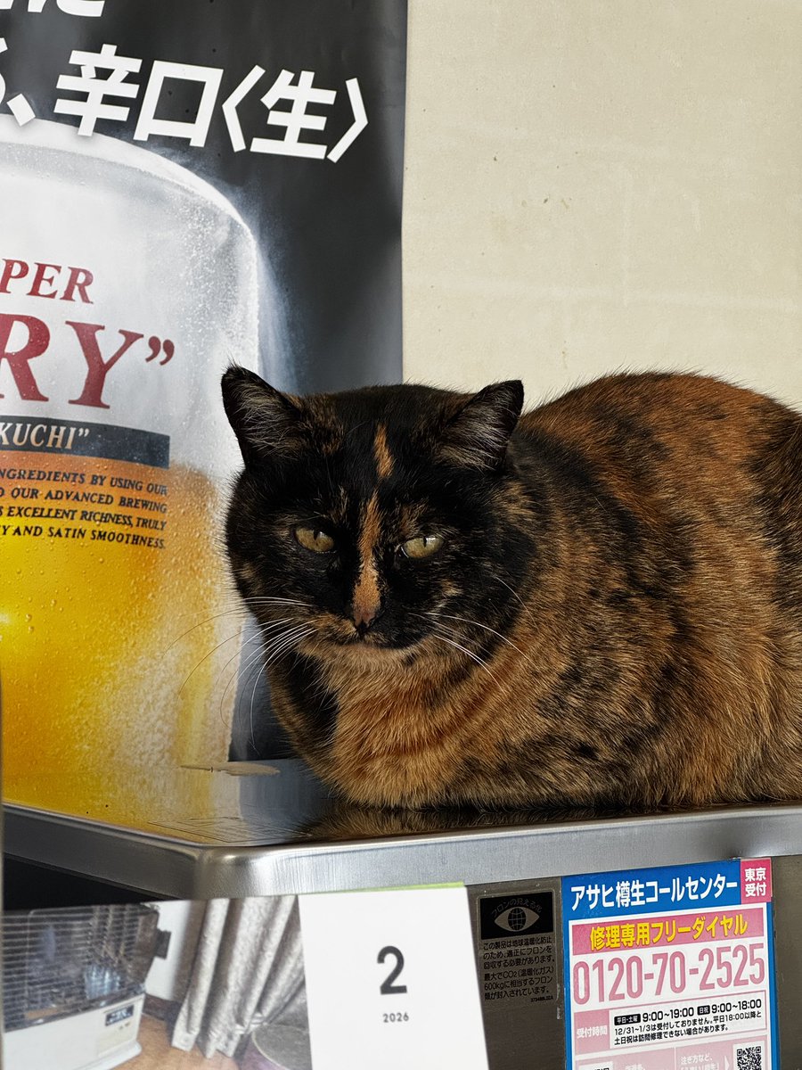 Post by けーすけ on X: ネコ様…